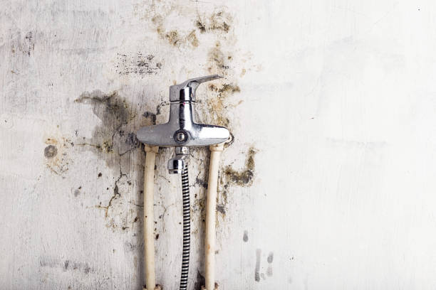 Best Black Mold Remediation in Midway, UT