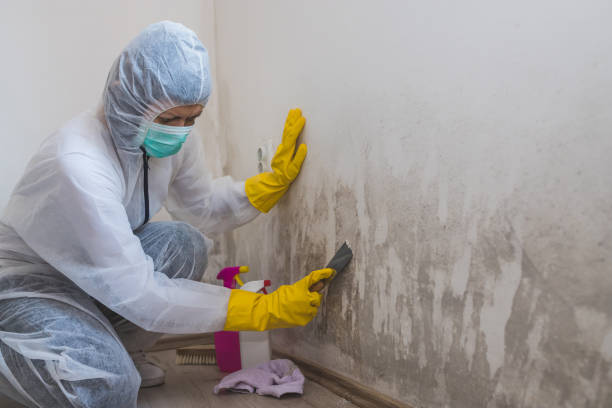 Best Post-Flood Mold Remediation in Midway, UT
