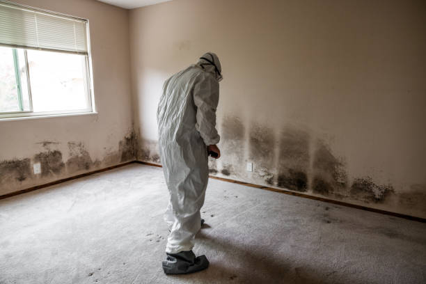 Best Mold Remediation for Specific Building Types in Midway, UT