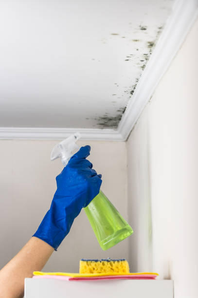 Best Emergency Mold Remediation in Midway, UT