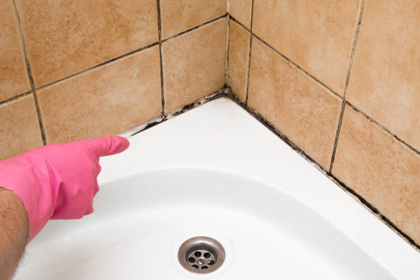 Best Emergency Mold Remediation in Midway, UT